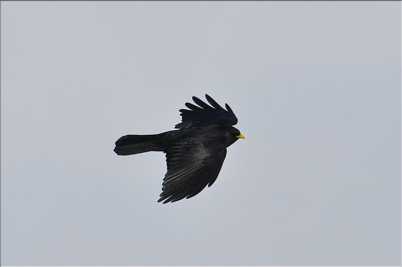 axalp_2010_027