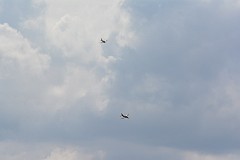 DSC_9930